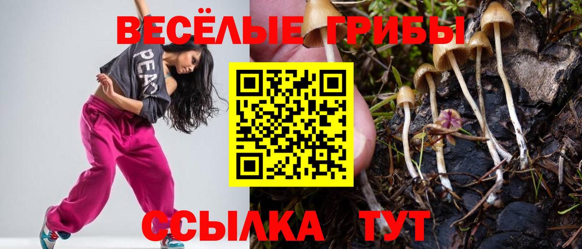 Кириши  Псилоцибиновые грибы Psilocybe  Вход с VPN 